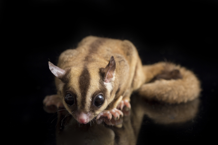 How to Calm a Stressed Pet Sugar Glider