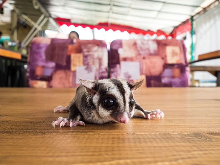 Stroke in Pet Sugar Gliders: Signs and Prevention